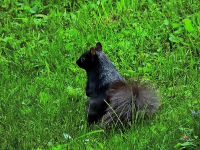 Black Canadian ecureuil 2