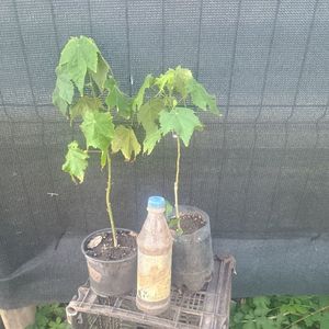 abutilon rosu 18lei