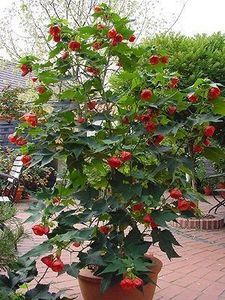 abutilon rosu