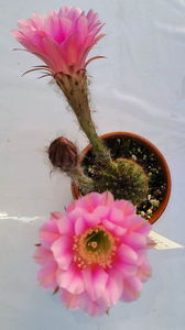 Echinopsis hb PAN2016_86_110
