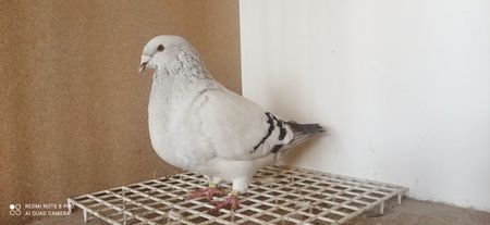 F 2023