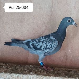 Pui 25-004