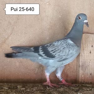 Pui 25-640....-10 lei