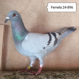 Femela 24-896....-15 lei