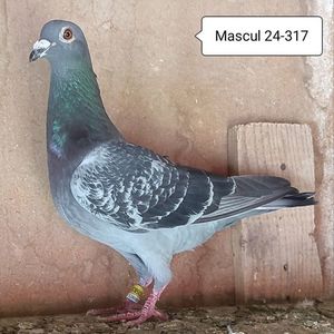 Mascul 24-317