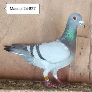 Mascul 24-827