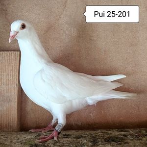Pui 25-201