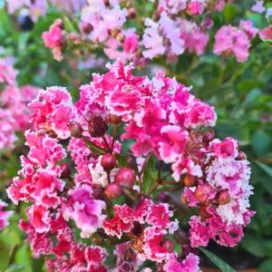 lagestroemia Berlingot; gradina Floarei
