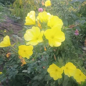 oenothera biennis
