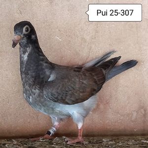 Pui 25-307