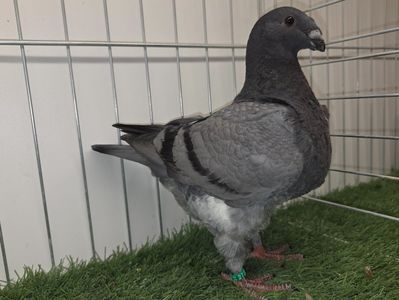 MASCUL RO 25 - 27226