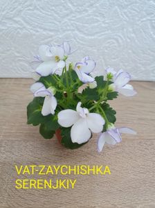 VaT-Zaychishka serenjkiy