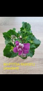 BO-Ptitsa Radostj Screenshot_20250719_212844_Gallery