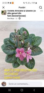 Mac's Freckle Faced Redhead Screenshot_20250717_225259_Facebook