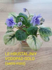 LE-Hrustaljniy Vodopad Gold