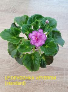 LF-DEVOCHKA VEYEROM