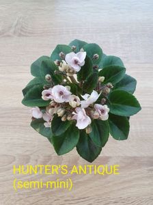 Hunter's Antique