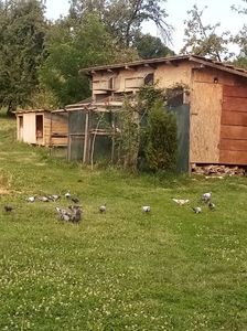 Pui-2025; La plimbare.
