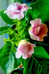 Achiziție noua; Gloxinia
