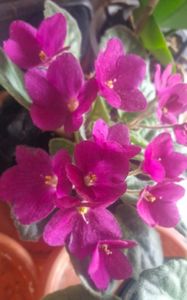 ; Violetă
