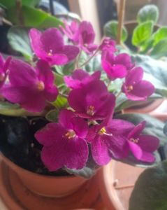; Violetă
