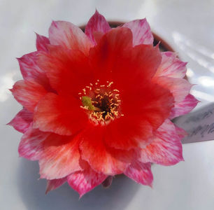 Lobivia hb Bianca