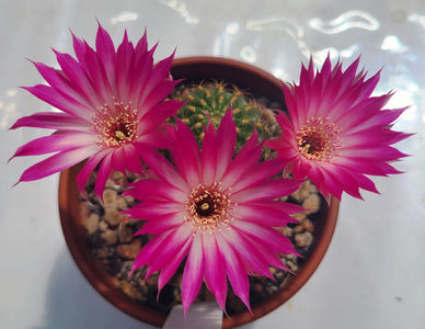Lobivia winteriana