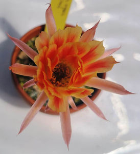 Chamaecereus hybrid TIGER STRIPES