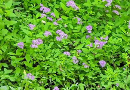 Wilde Flower