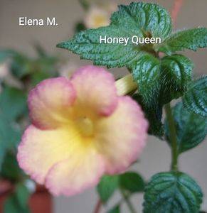 Honey Queen