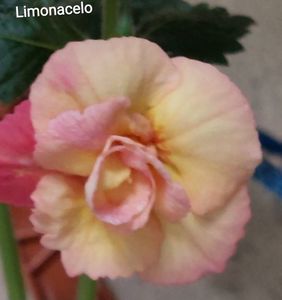 Limonacelo
