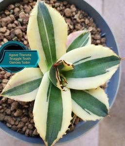 Agave titanota snaggle tooth 2025
