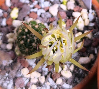 Lobivia crisanthiflora white