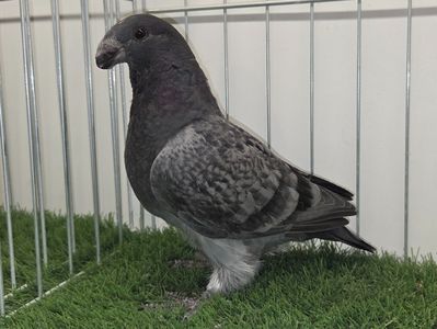 MASCUL RO 25 - 92