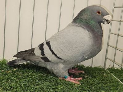 MASCUL USA 2018 NPA 2278