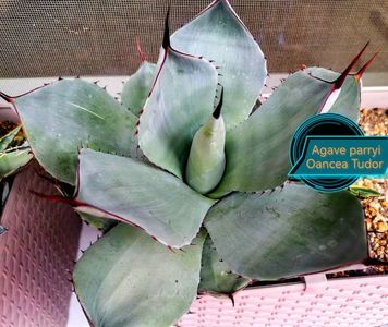 Agave parryi 2025