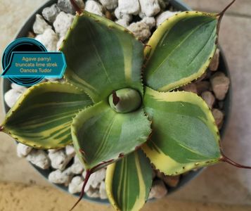 Agave parryi truncata lime strek 2025