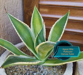 Agave Mitis Multicolor 2025