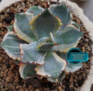 Agave Isthmensis Kabutogani Variegated 2025