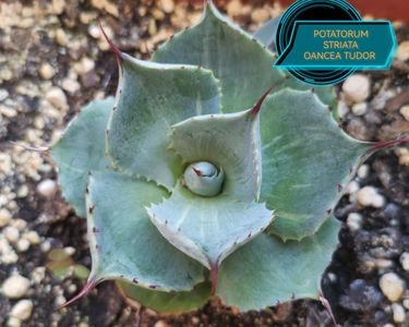 Agave Potatorum Striata 2025