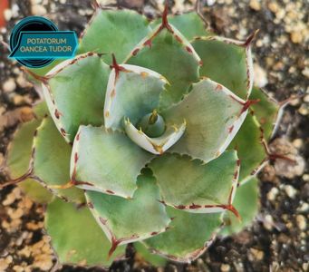 Agave Potatorum 2025