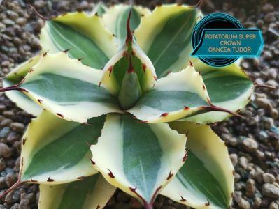 Agave Potatorum Super Crown 2025