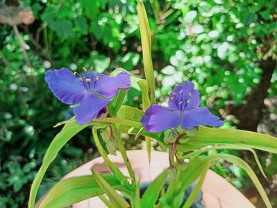 Tradescantia Sweet Kate