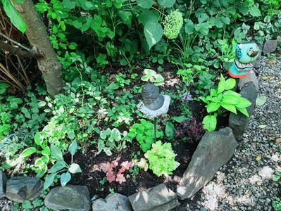 Hosta Bedazzled margine stânga și Hosta Francee margine dreapta