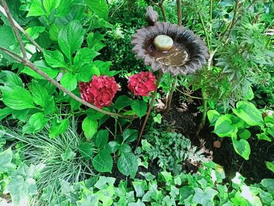 Hortensia macrophylla Royal Red și Hosta Atlantis