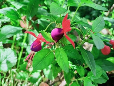Fuchsia