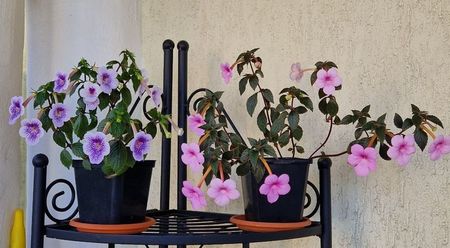 Batraneii Ambroise Verschafelt si Peach Blossom; Din nou in tandem
