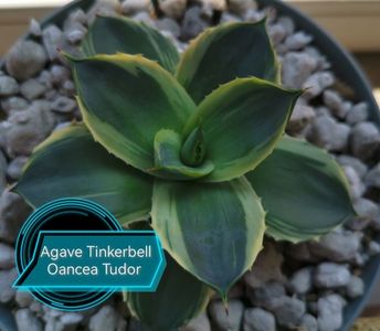 ; Agave Tinkerbell 2025
