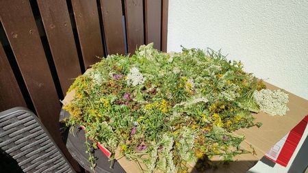 plante medicinale; coada soricelului, trifoi alb, trifoi rosu, sunatoare, sulfina alba
