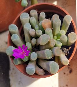 2025 Frithia pulchra